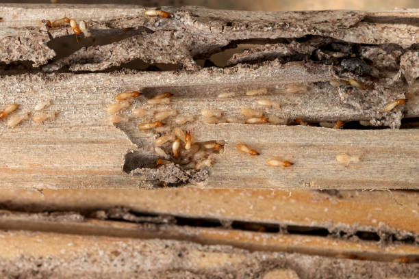 Best Pest Removal Services  in Lansdowne, PA